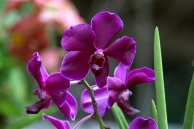 orchid-11.jpg