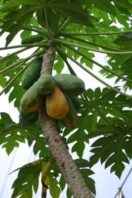 u33/gsbana/medium/21501233.papayatree.jpg