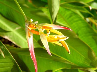 Bird of Paradise