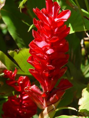 Ginger