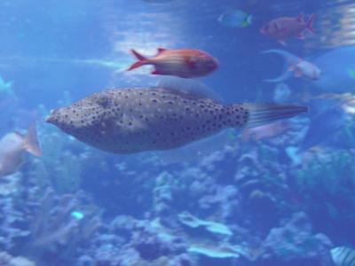 Maui Ocean Center