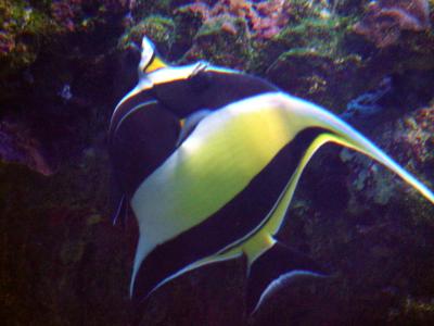 Maui Ocean Center