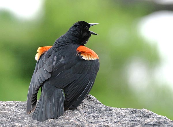 Red-winged Blackbird