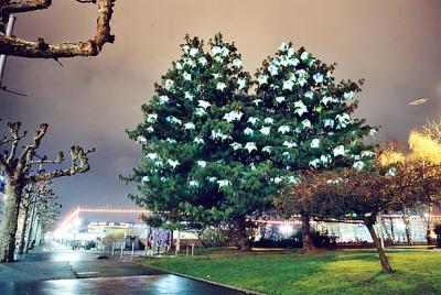 sapnoel03.jpg
