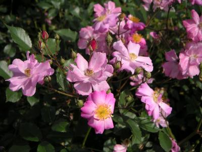 PICT0009.JPG