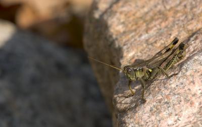 Insects