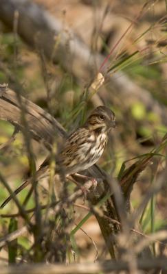 CRW_0371.jpg
