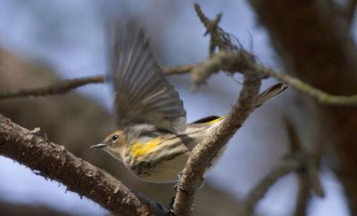 Yellow Rumped Warbler