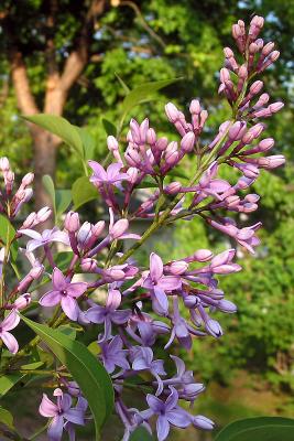 u33/haglunde/medium/21559555.Lilacs.jpg