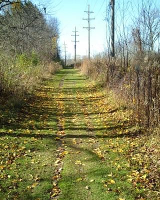 Last lingering leaves on the path