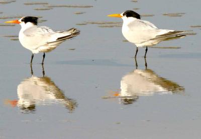 IMG_0190 terns.jpg