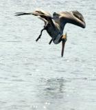 IMG_0083 pelicans.jpg