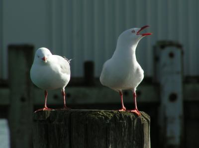 Gulls