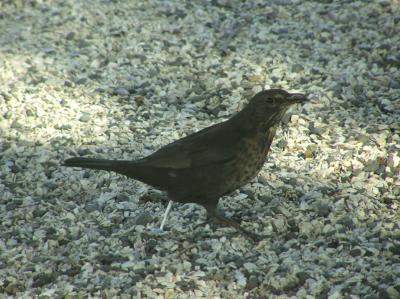 Female Blackbird