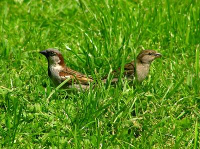 2 sparrows.jpg