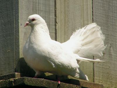 Fantail pigeon.jpg