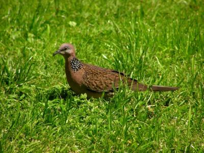 Spotted Dove.jpg