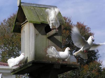 Pigeons 4.jpg