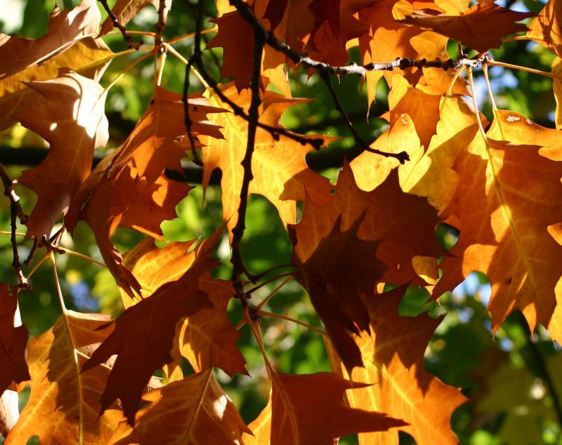 Oak Foliage