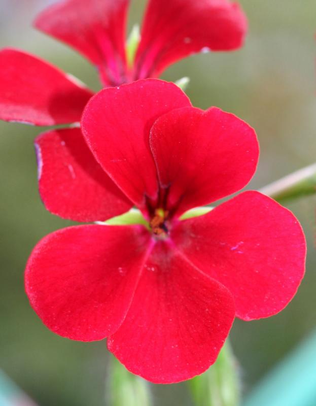 Red Spider Geranium