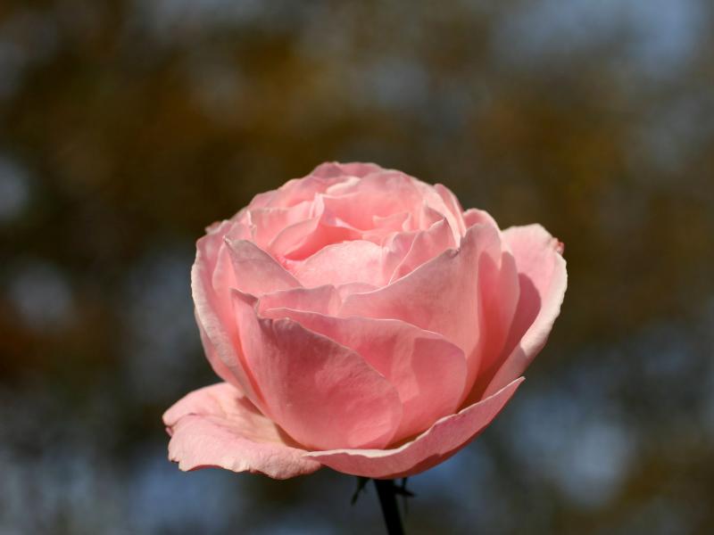 November Rose