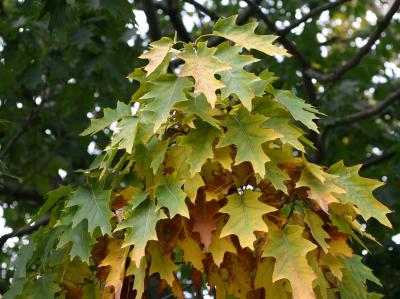 Oak Foliage