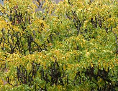 Locust Tree Seed Pods