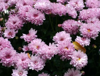 Chrysanthemums