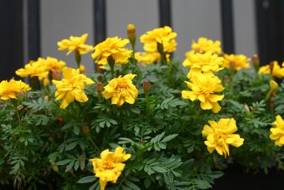 Marigold Flower Box