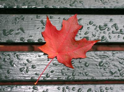 Freshly Fallen Maple Leaf on a Wet Park Bench
