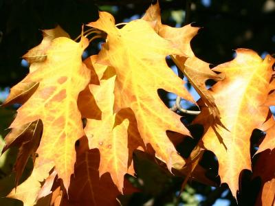 Oak Foliage