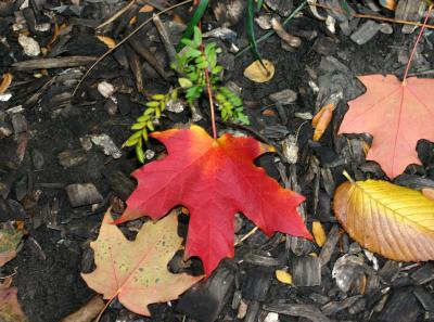 Maple &  Elm Leaves