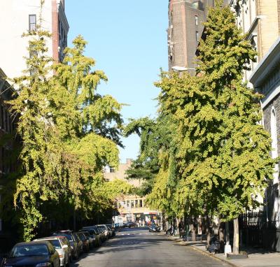 Ginkgo Trees on Washington Place