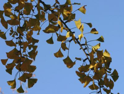 Ginkgo