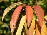 Cherry Tree Foliage