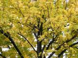 Linden Tree Foliage