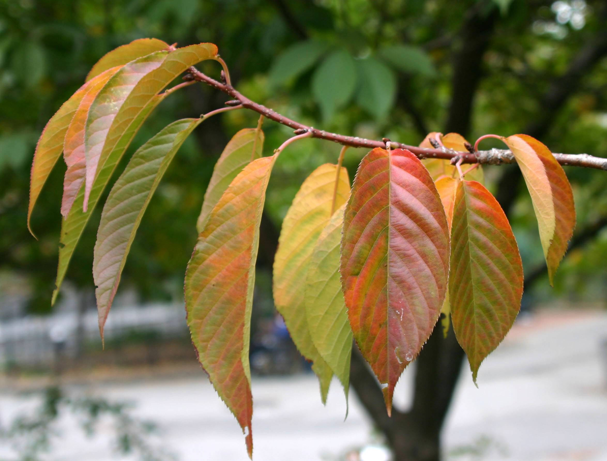 Cherry Tree Foliage