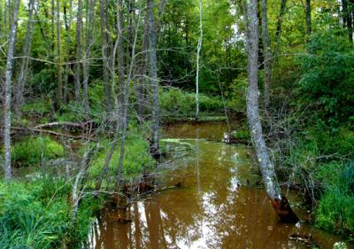 creek3.jpg