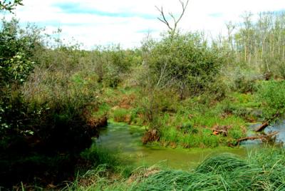 creek4.jpg