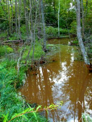creek5.jpg