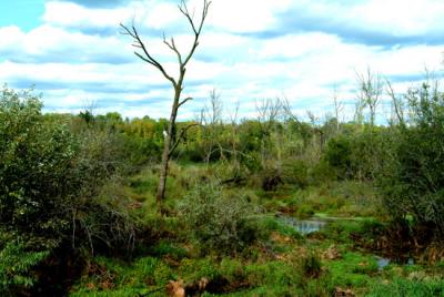 The Creek Gallery