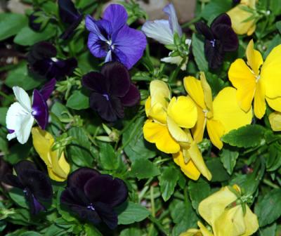 pansies.jpg