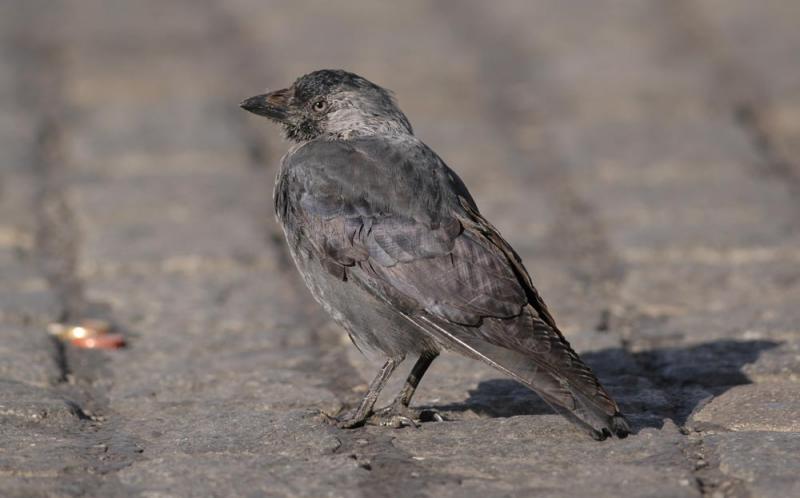 Corvus-monedula.jpg