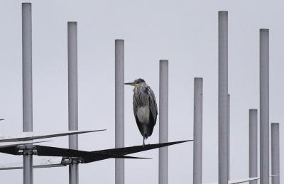 Ardea-cinerea.jpg