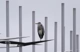 Ardea-cinerea.jpg