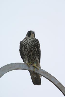 Peregrine Falcon, immature