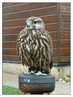 raptor_center_