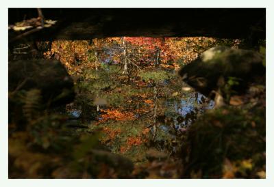 Trout Brook Reflection.jpg