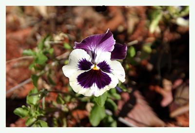 Last Bloomer.jpg