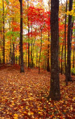 Autumn Floor - Laurel Falls Trail